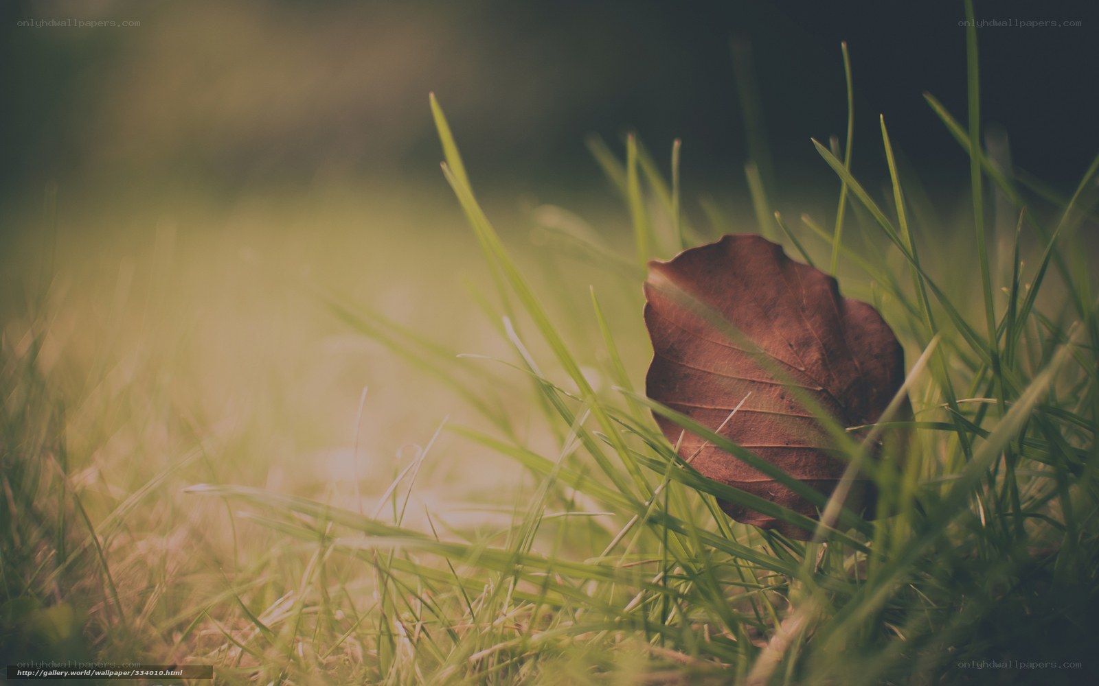 Fallen leaf in green grass