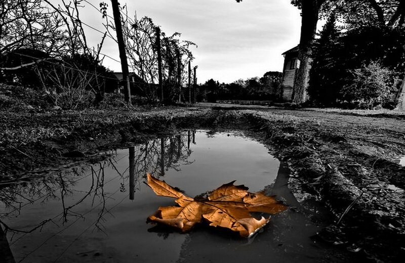 Fallen Leaf in Puddle — Black