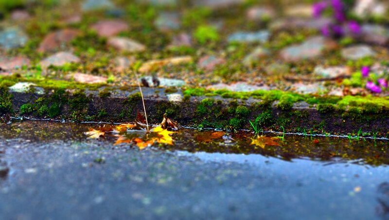 Fallen Leaf in Puddle — Green