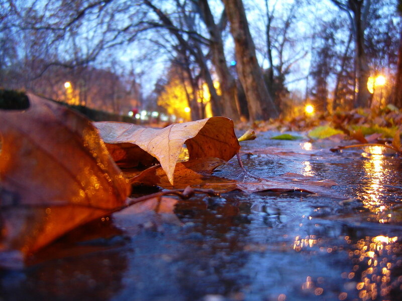 Fallen Leaf in Puddle