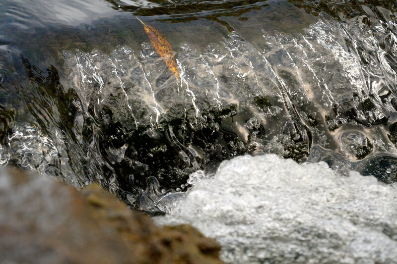 Fallen Leaf in Stream — Brown