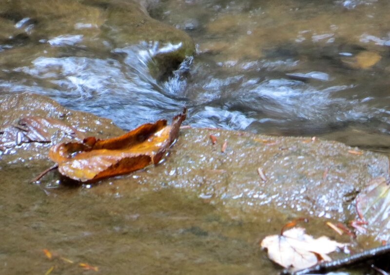 Fallen Leaf in Stream