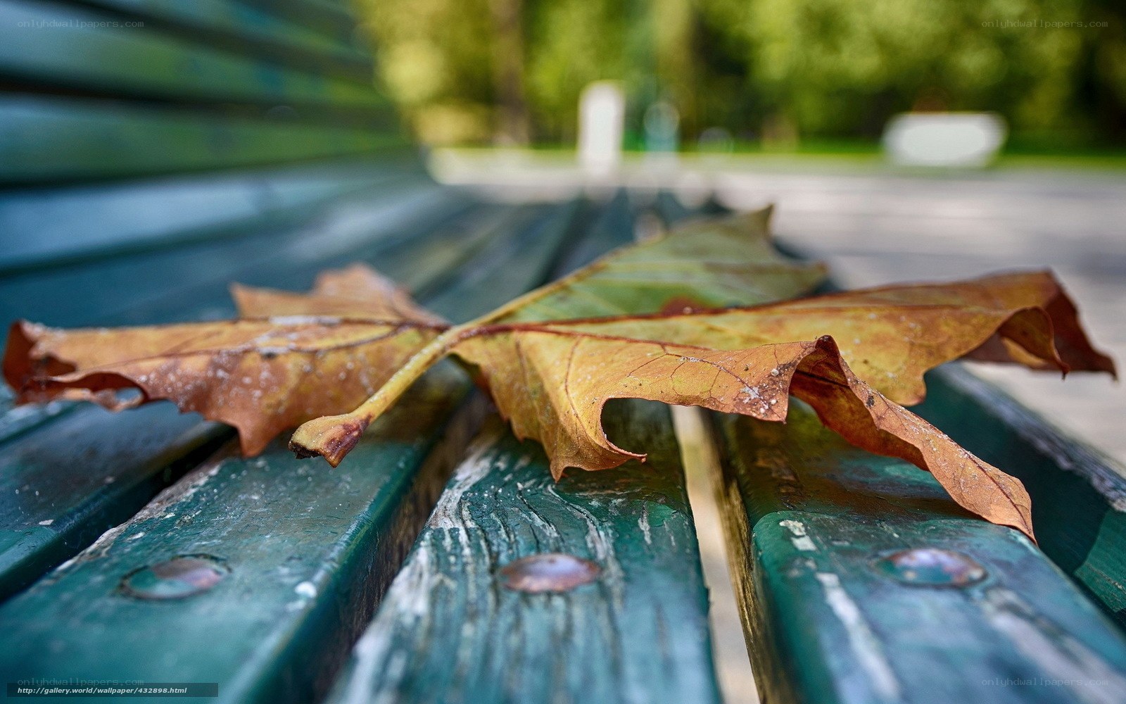 Fallen leaf on a park bench