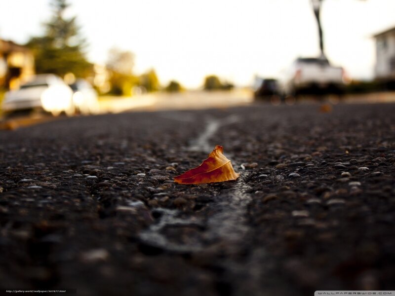fallen leaf on asphalt