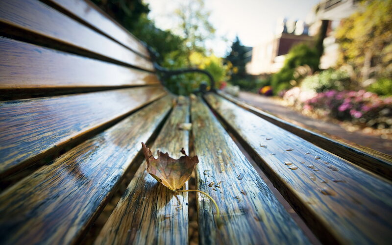 Fallen Leaf on Bench