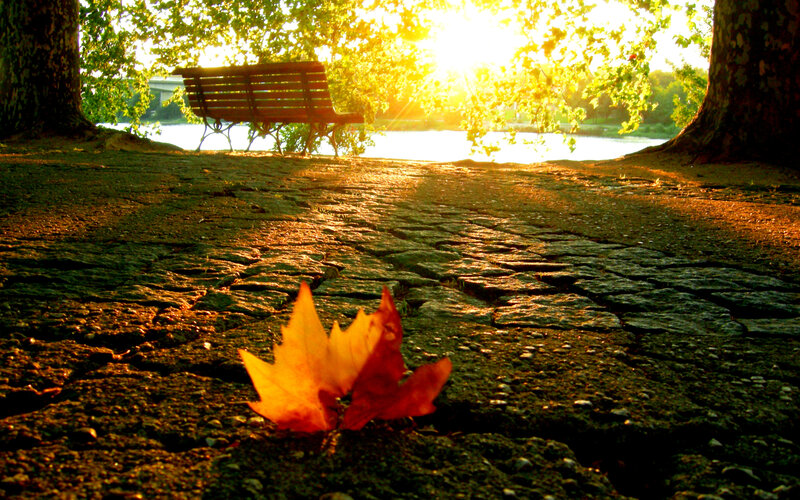 Fallen Leaf on Cobblestone