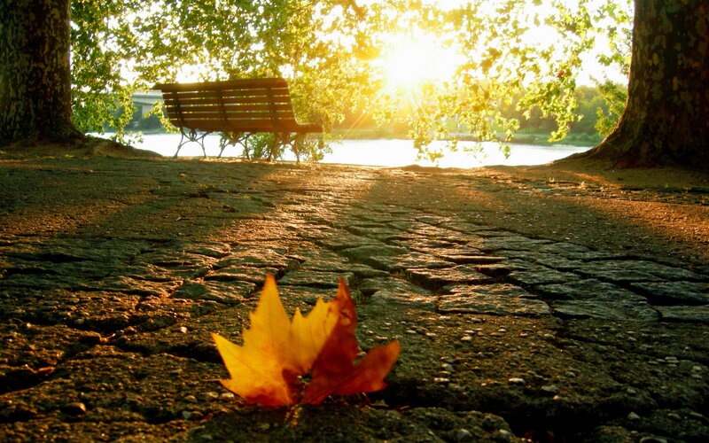 Fallen Leaf on Cobblestone — Yellow