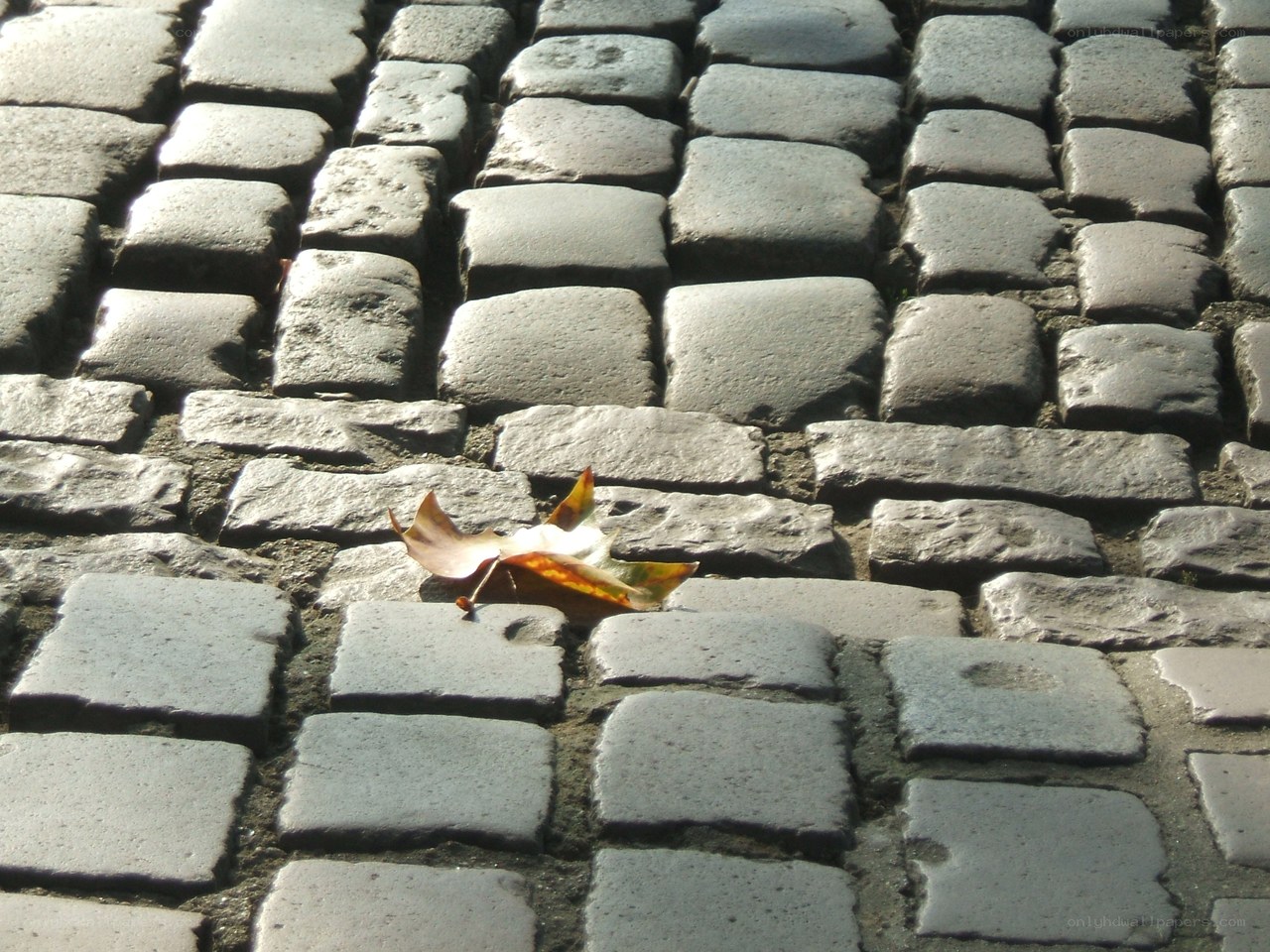 fallen leaf on cobblestones