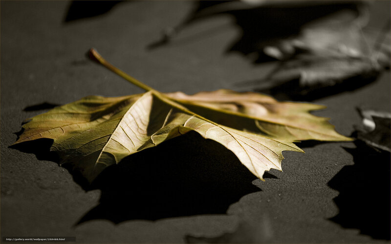 Fallen leaf on dark surface