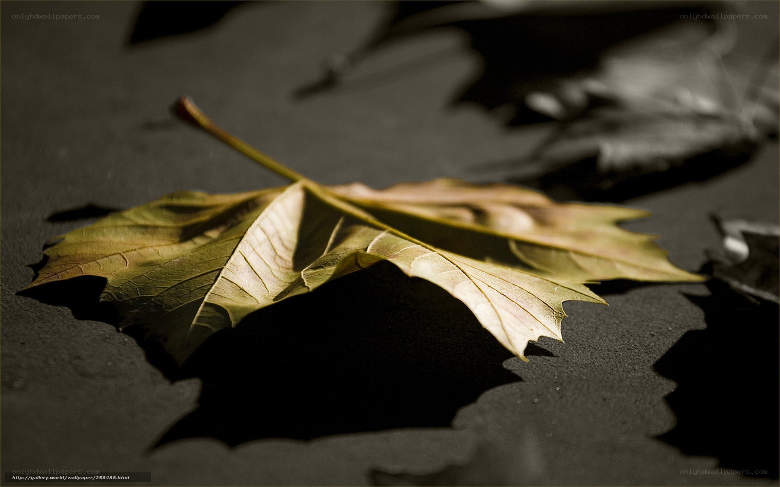 Fallen leaf on dark surface
