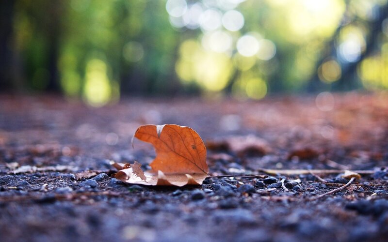 Fallen leaf on forest path