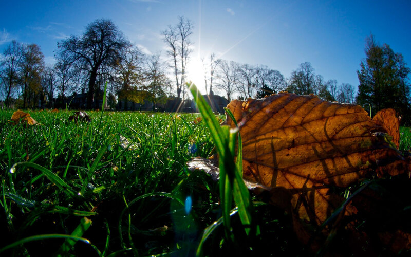 Fallen Leaf on Grass — Green