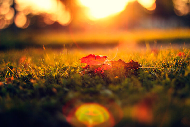 Fallen Leaf on Grass — Orange, Serene