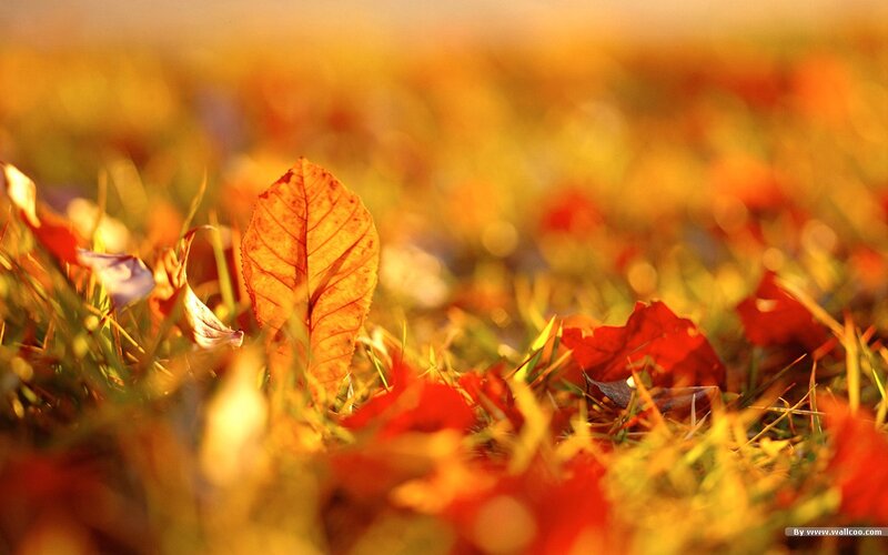 Fallen Leaf on Grass — Orange