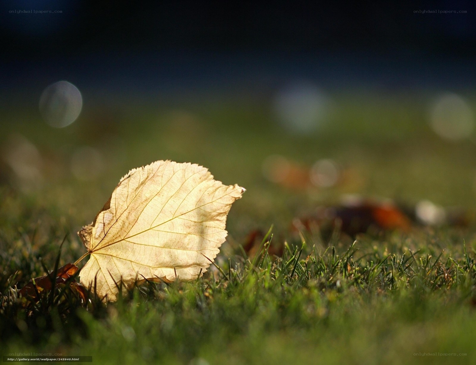 Fallen leaf on grass