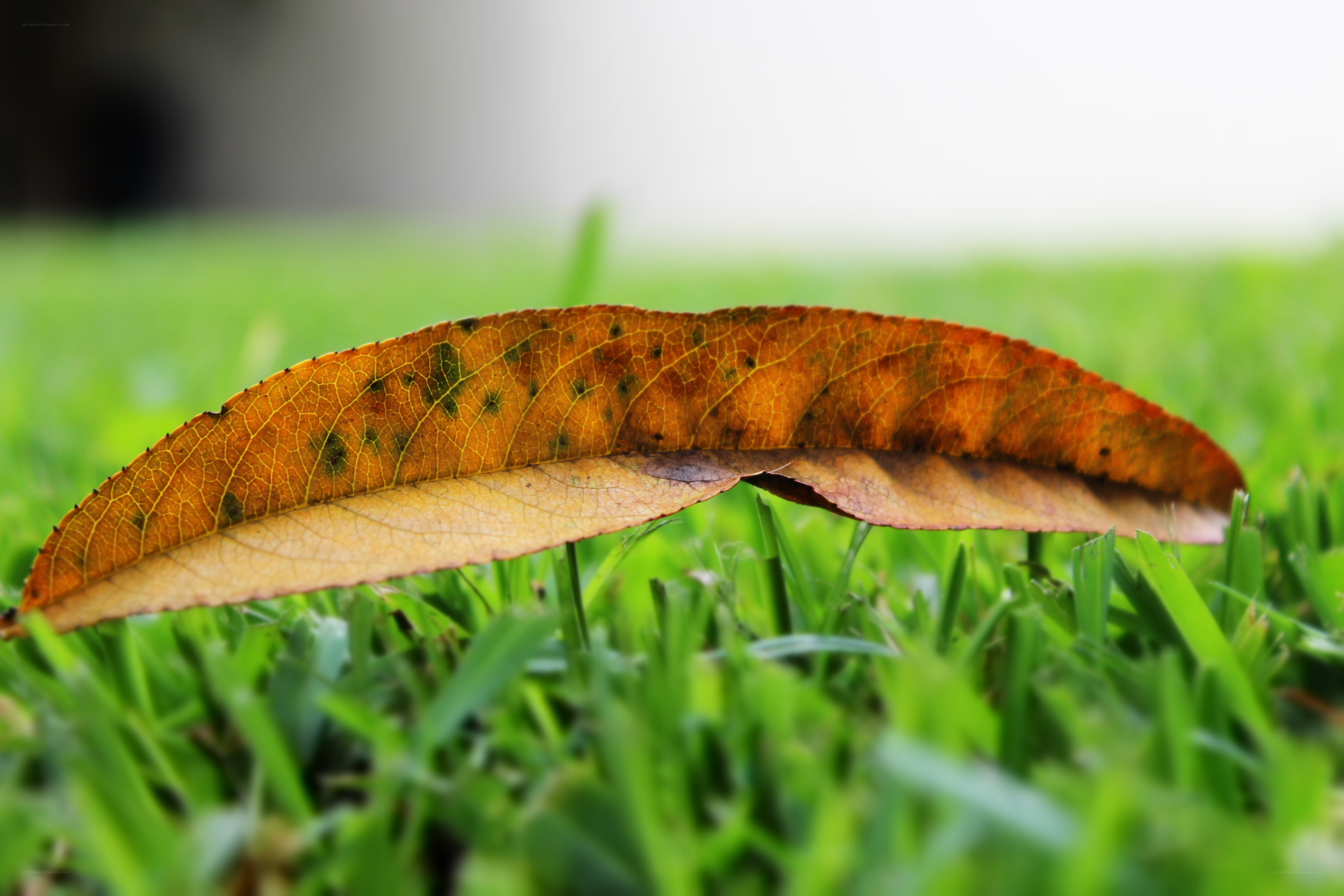 Fallen leaf on green grass
