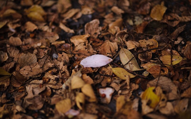 fallen leaf on ground