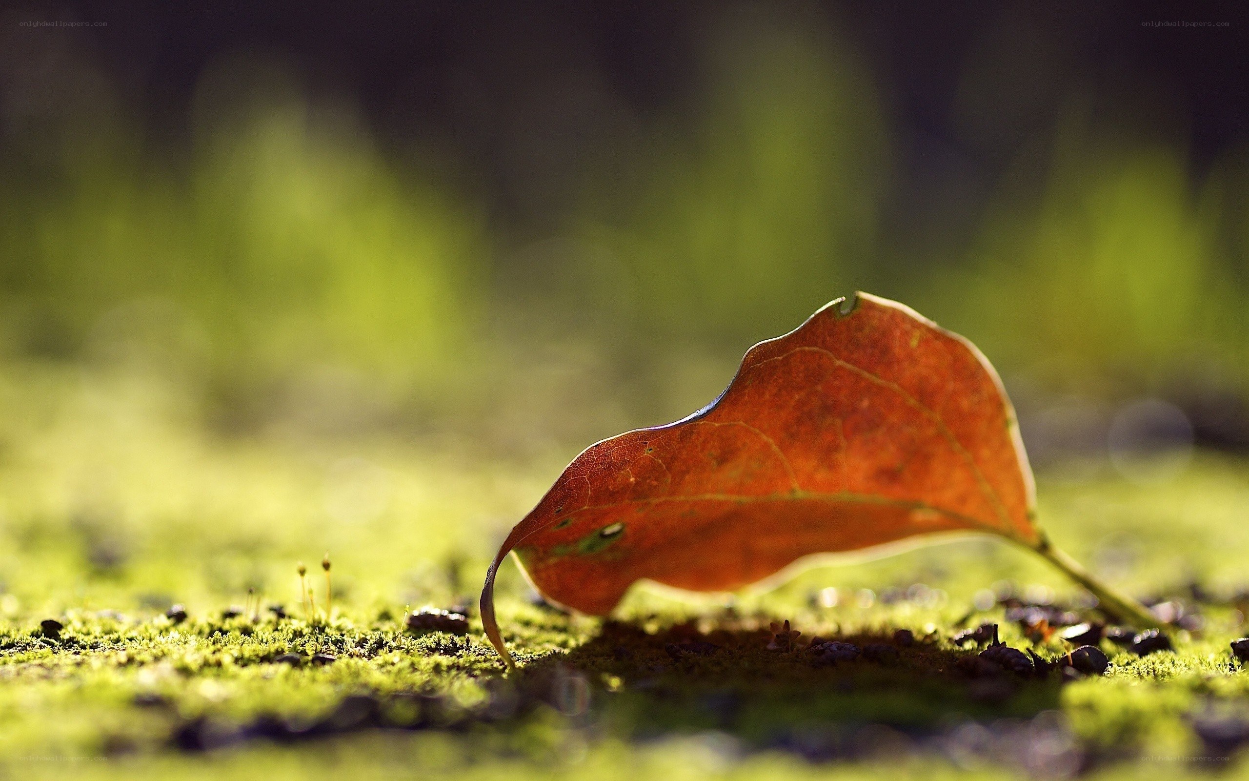Fallen leaf on moss