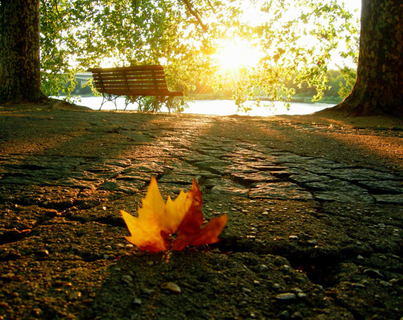 Fallen Leaf on Path