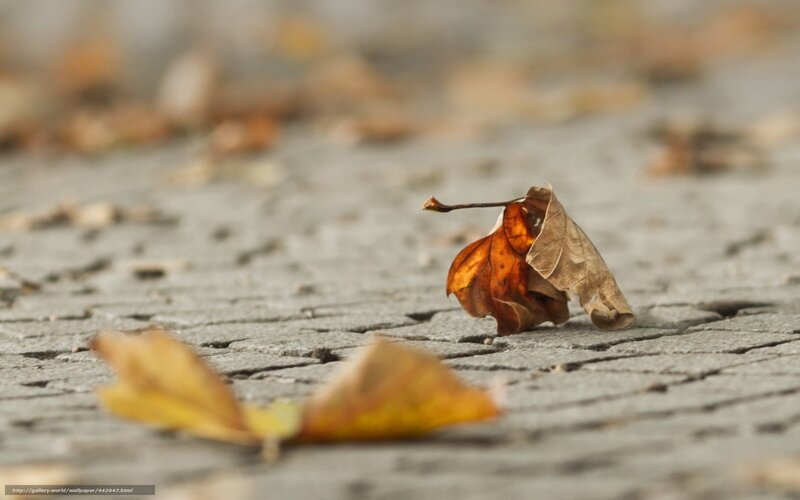 Fallen leaf on pavement