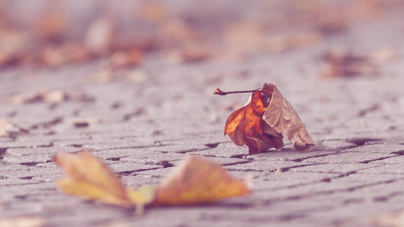 fallen leaf on pavement