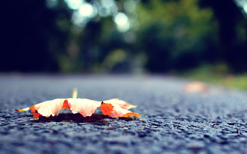 Fallen Leaf on Pavement — Orange