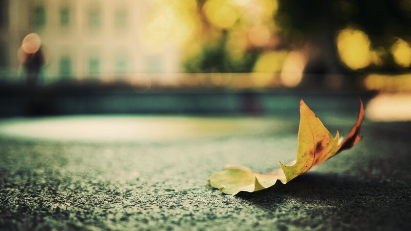 Fallen Leaf on Pavement — Yellow