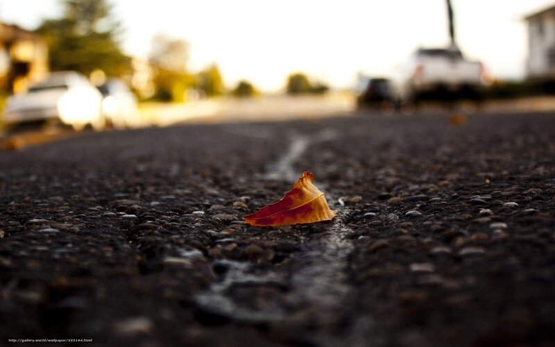 Fallen Leaf on Road