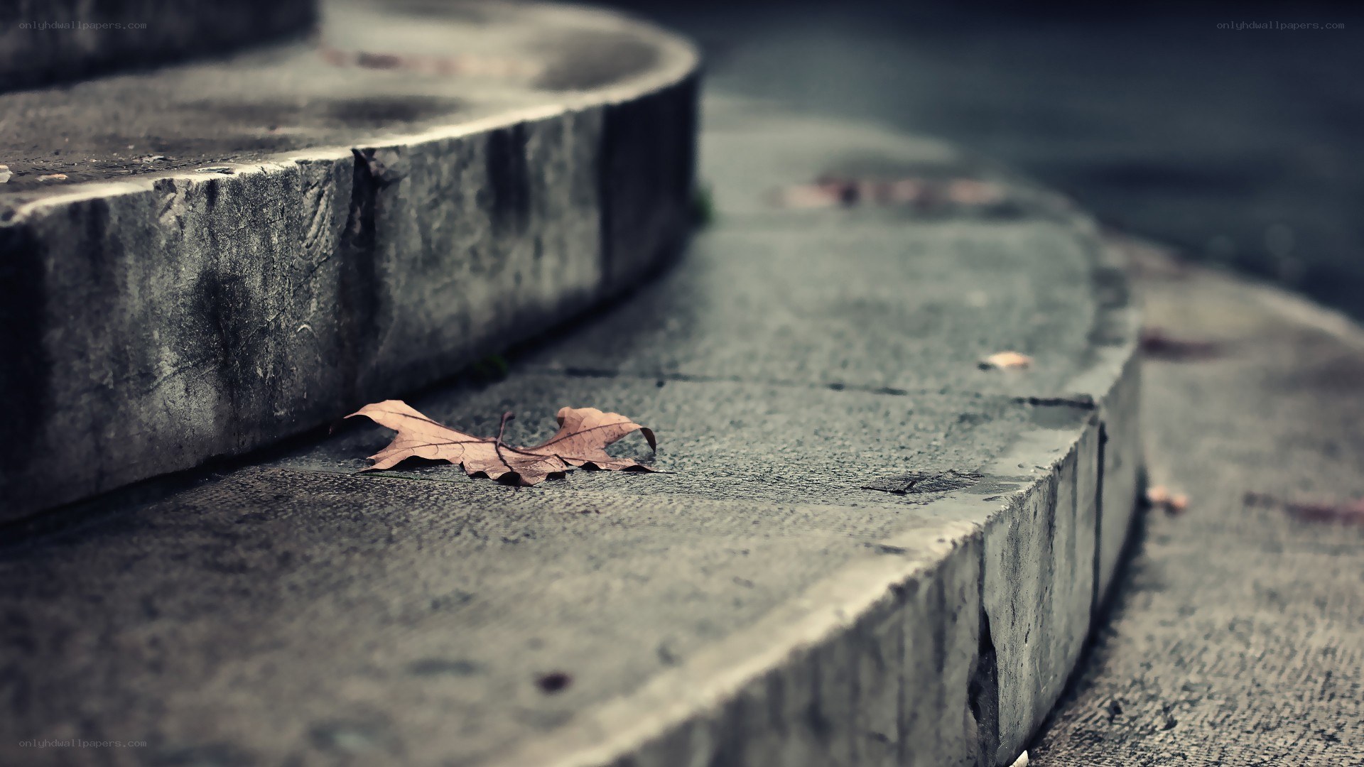 fallen leaf on stone steps