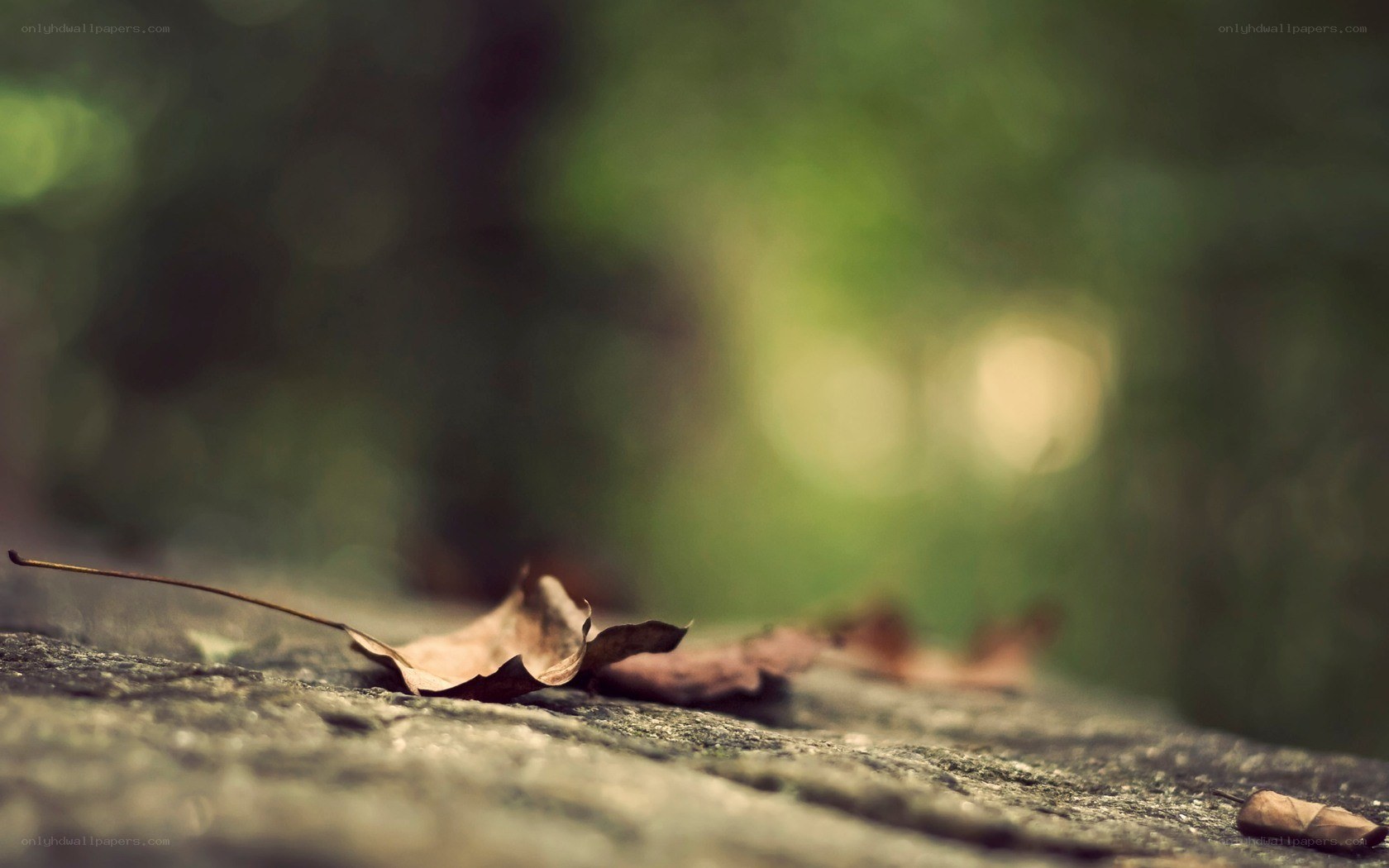 Fallen leaf on stone