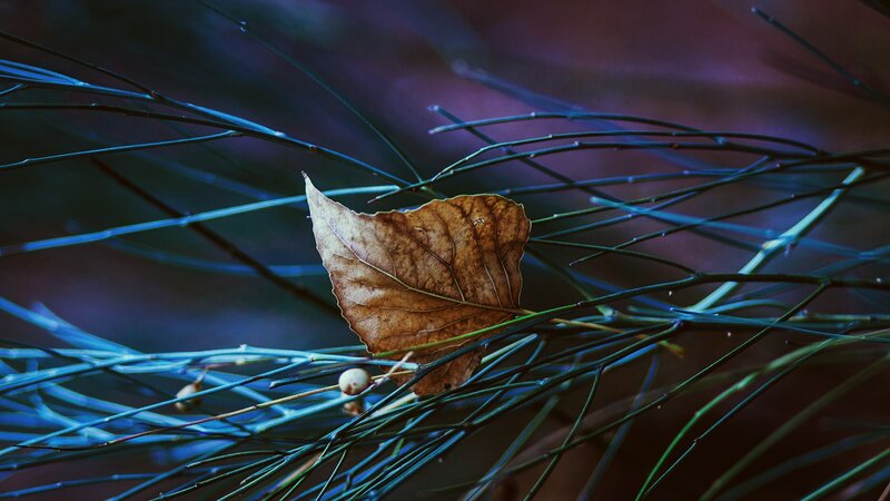 Fallen leaf on thin branches