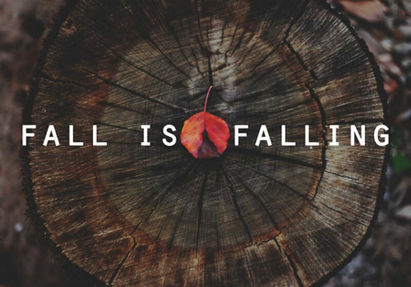 Fallen Leaf on Tree Stump — Brown