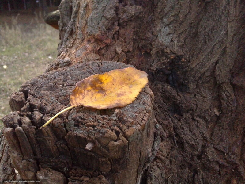 Fallen leaf on tree stump