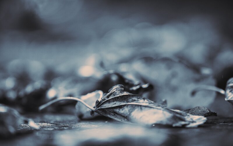 fallen leaf on wet ground