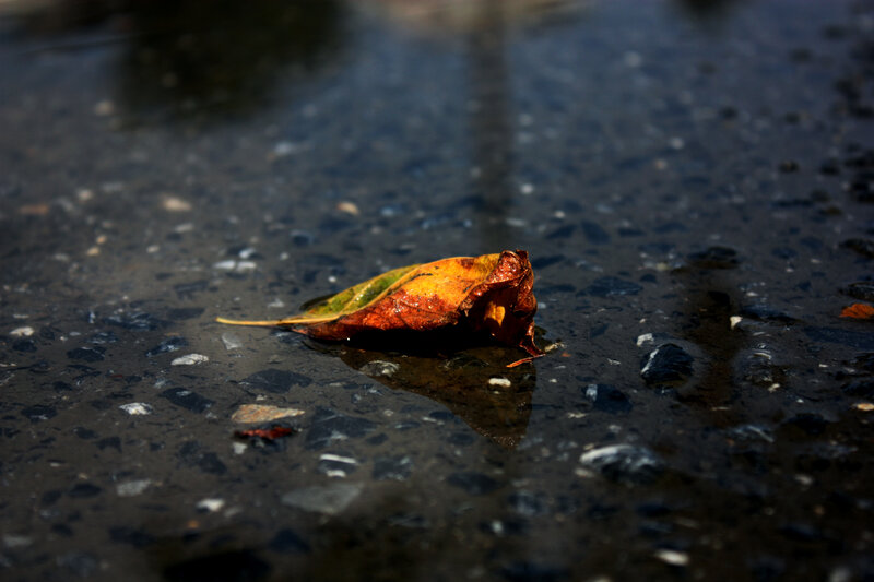 Fallen leaf on wet pavement