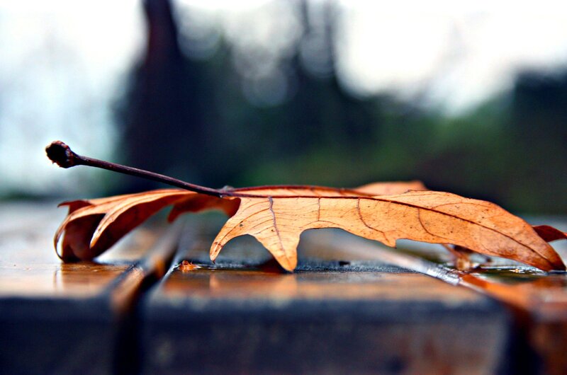 Fallen leaf on wet surface