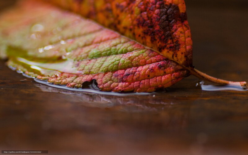 Fallen Leaf on Wet Surface — Red