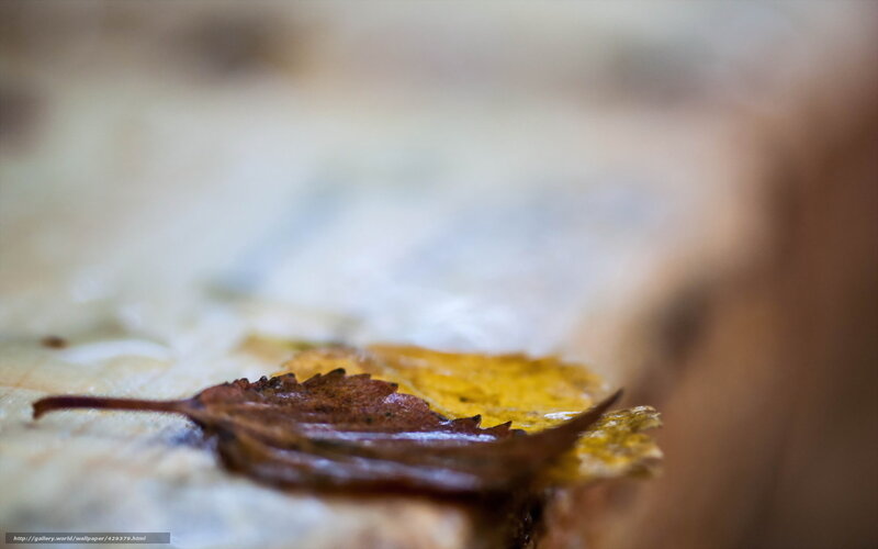 Fallen leaf on wet surface