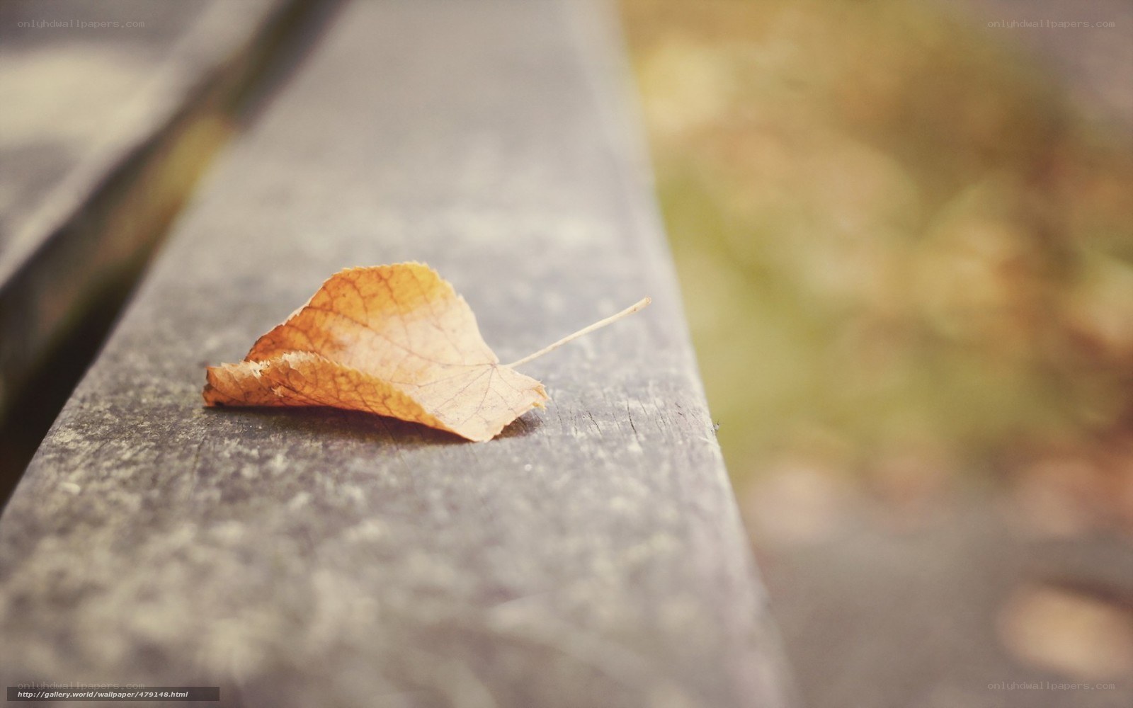 Fallen leaf on wooden bench