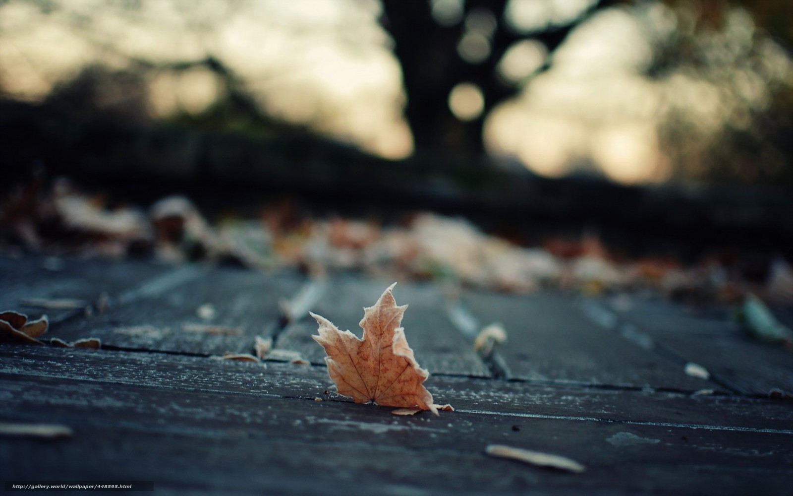 fallen leaf on wooden deck