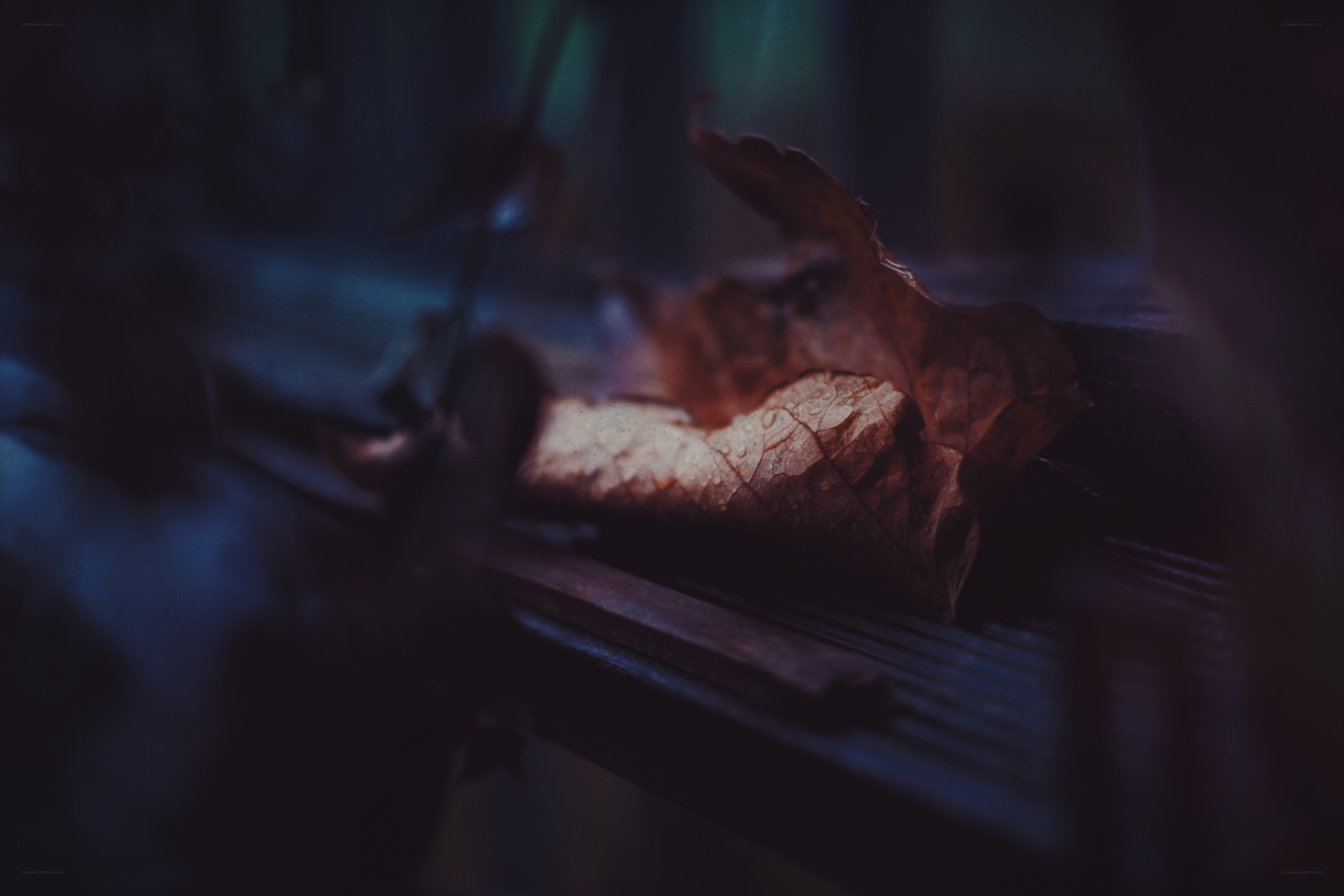 fallen leaf on wooden surface