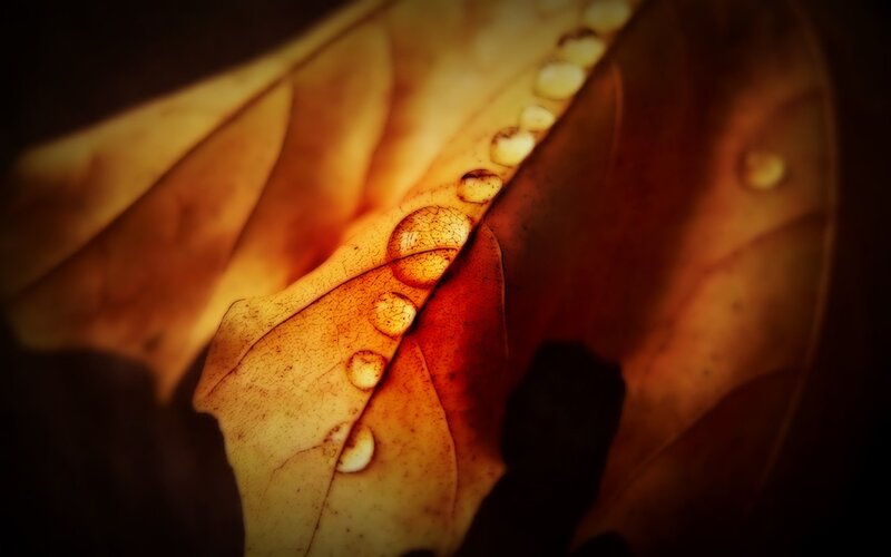 Fallen Leaf with Water Droplets — Brown