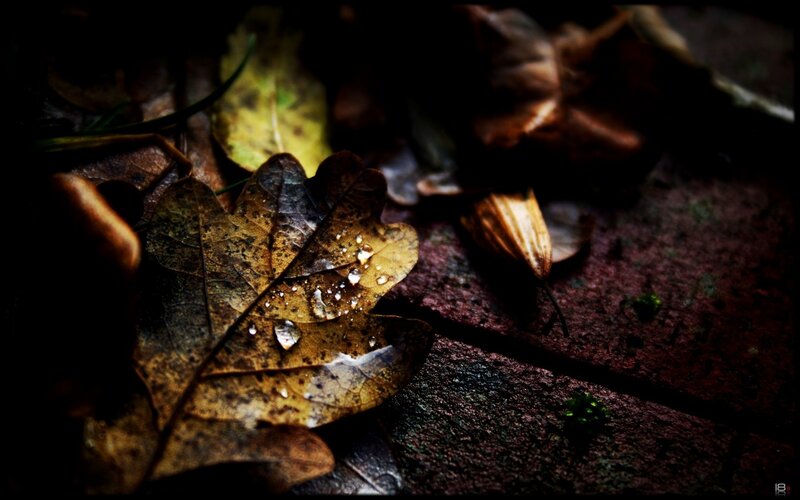 Fallen leaf with water droplets