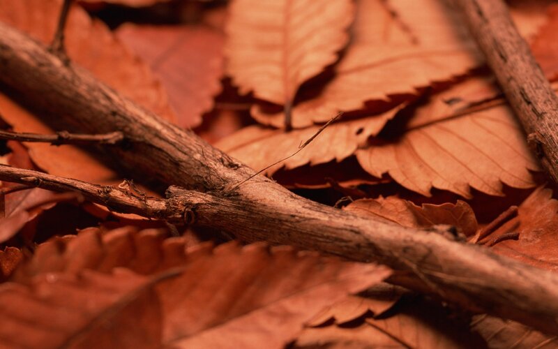 Fallen leaves and twigs