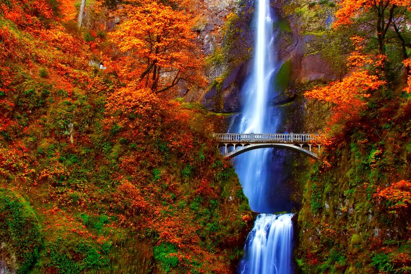 Fallen Leaves and Waterfall