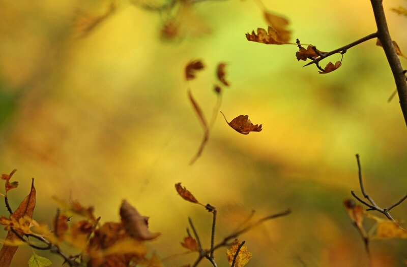 Fallen Leaves in Air