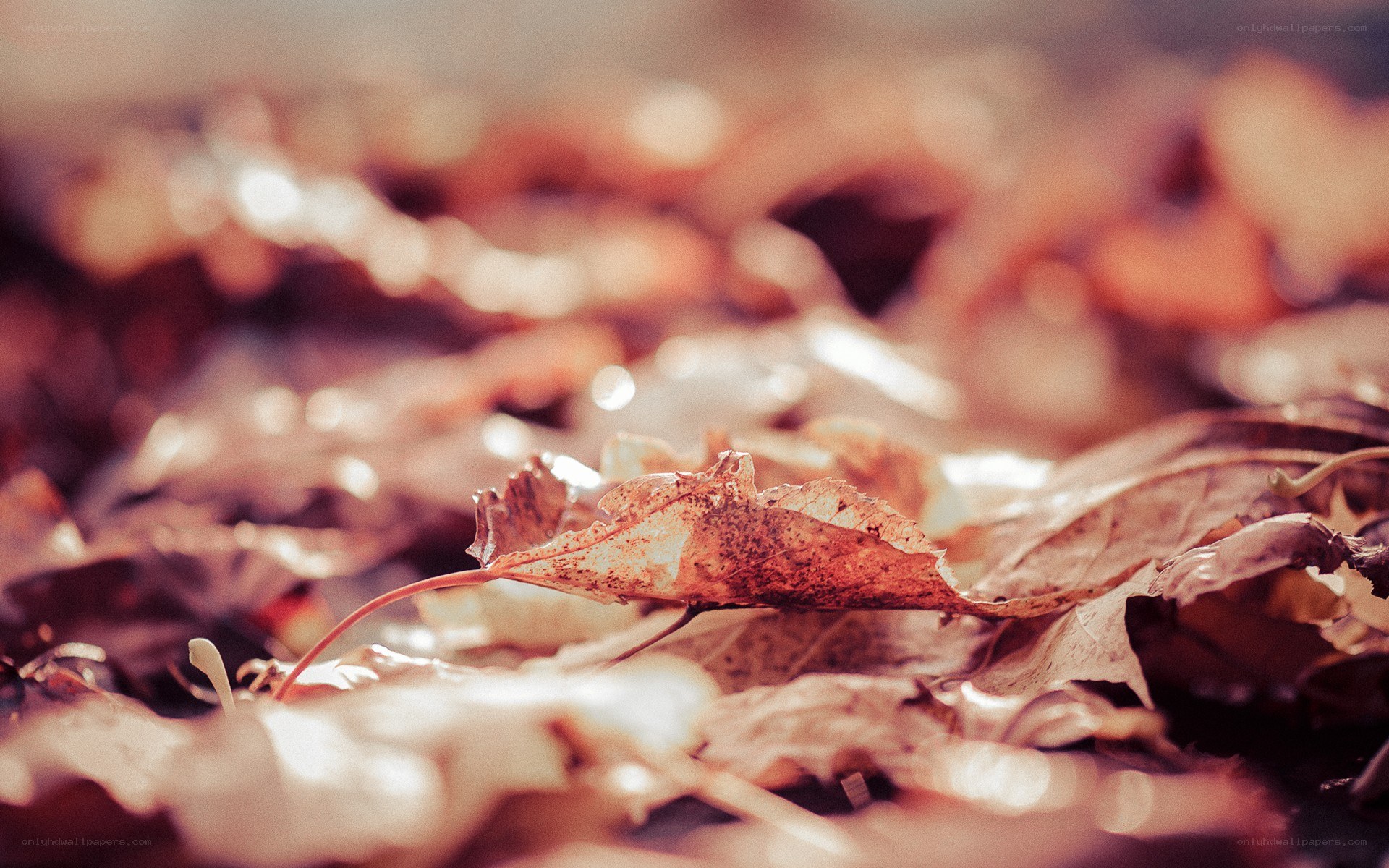 Fallen leaves in autumn