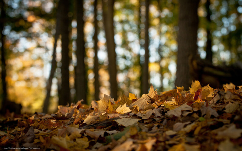 Fallen Leaves in Forest — Brown, Serene