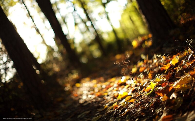 Fallen Leaves in Forest — Brown