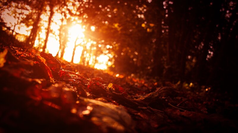 Fallen Leaves in Forest — Orange, Dramatic
